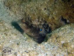 Image of Flagfin prawn goby