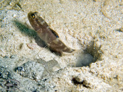 Image of Flagfin prawn goby