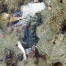 Image of Blue-speckled prawn goby