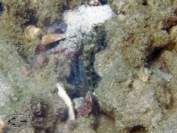 Image of Blue-speckled prawn goby