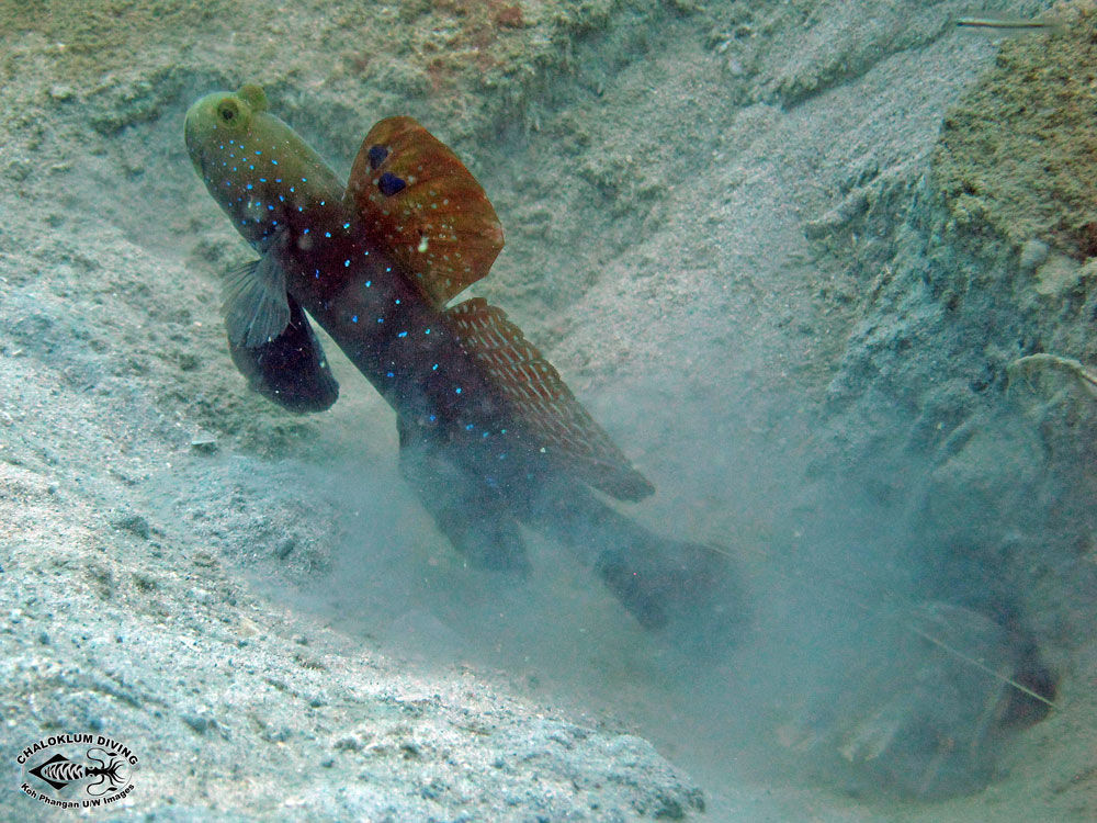 Image of Watchman goby