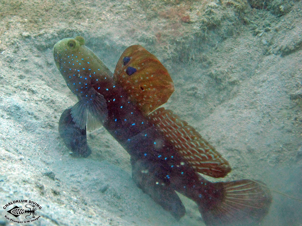 Image of Watchman goby