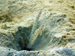 Image of gobies