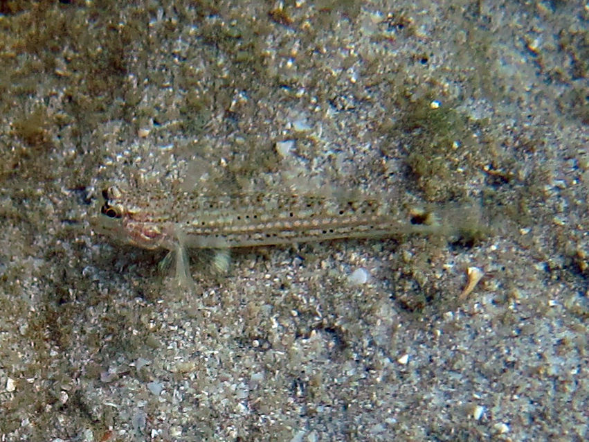 Image of Decorated goby