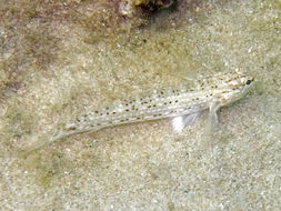 Image of Decorated goby