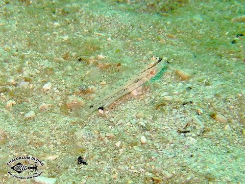 Image of Decorated goby