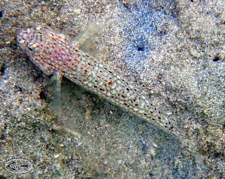 Image de Istigobius ornatus (Rüppell 1830)