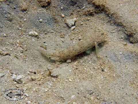 Image of Ornate goby