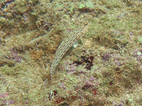 Image of Ornate goby