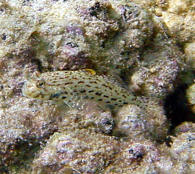 Image of Ornate goby