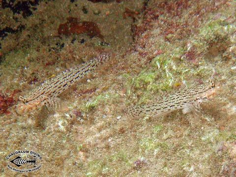 Image of Ornate goby