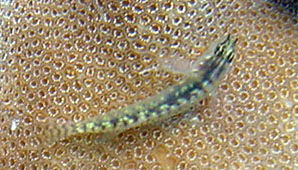 Image of sand dwarfgoby