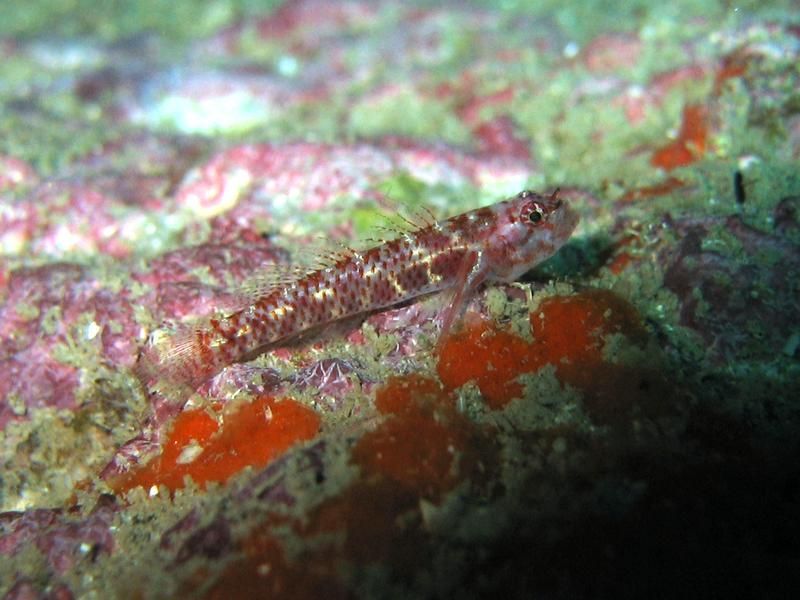 Image of sand dwarfgoby