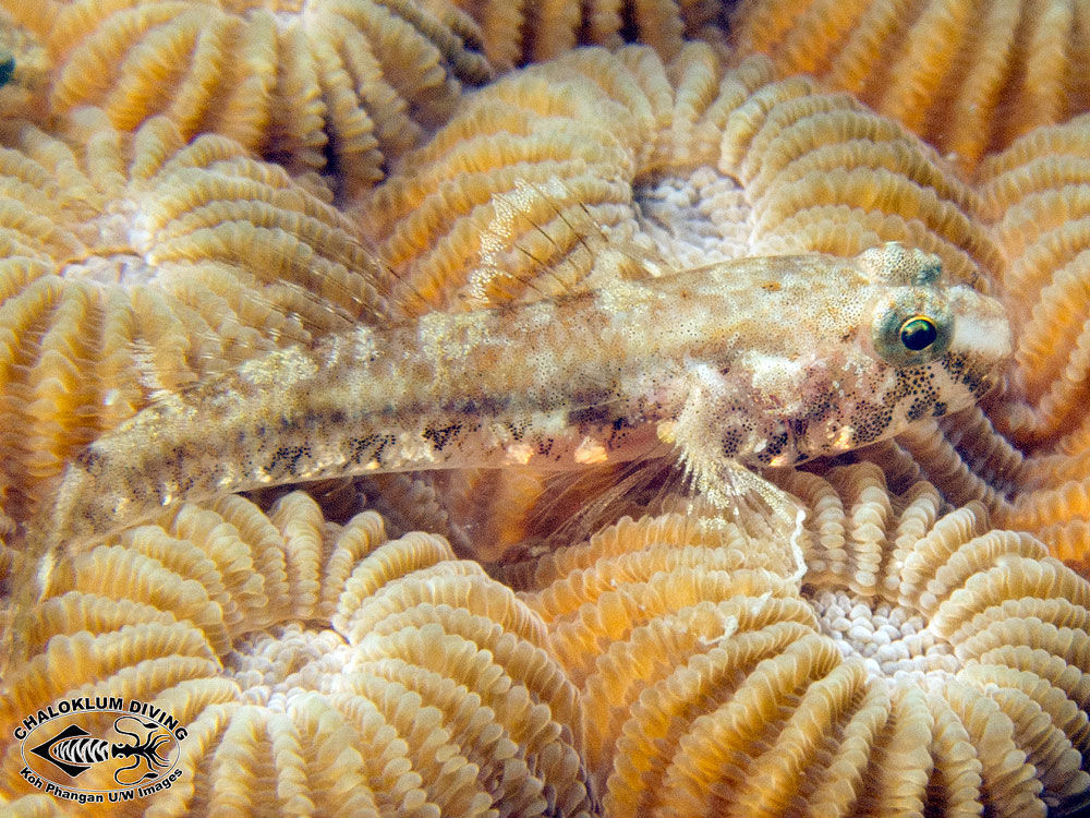 Image of sand dwarfgoby