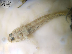 Image of sand dwarfgoby