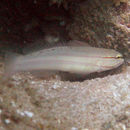 Image of Nocturn goby