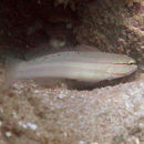 صورة Amblygobius nocturnus (Herre 1945)