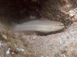 صورة Amblygobius nocturnus (Herre 1945)