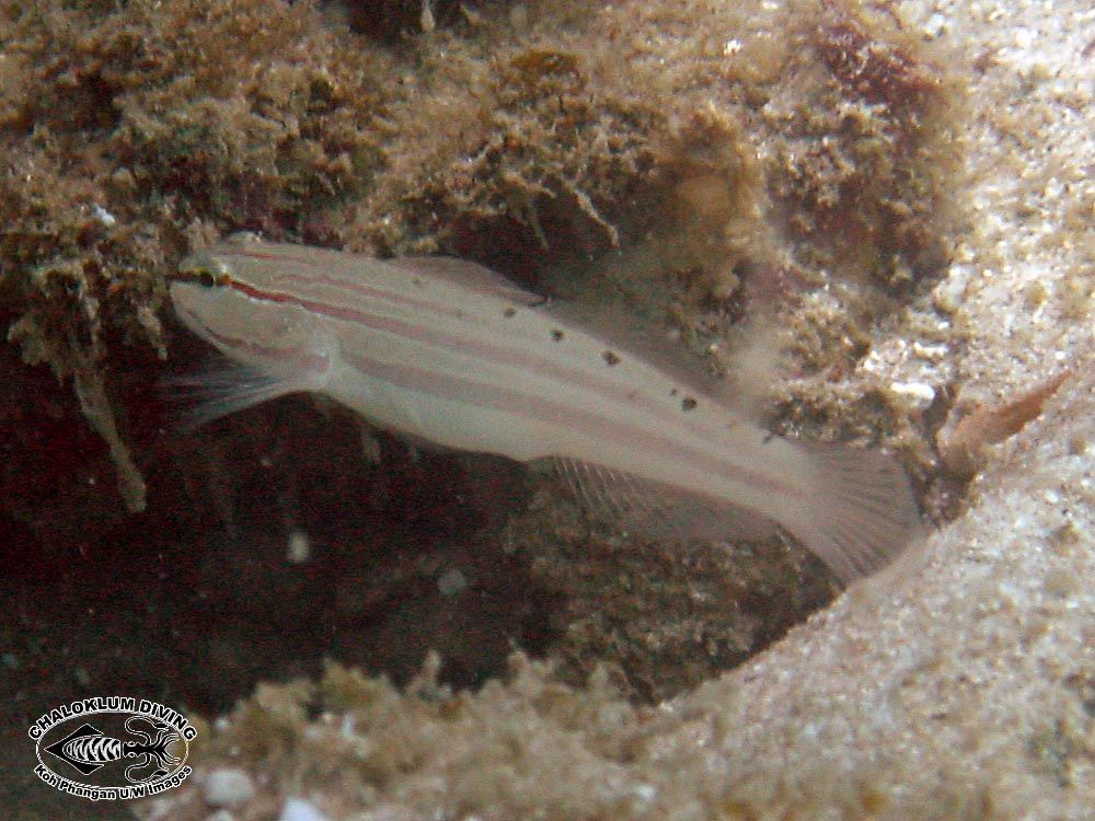 صورة Amblygobius nocturnus (Herre 1945)