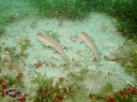 صورة Amblygobius nocturnus (Herre 1945)