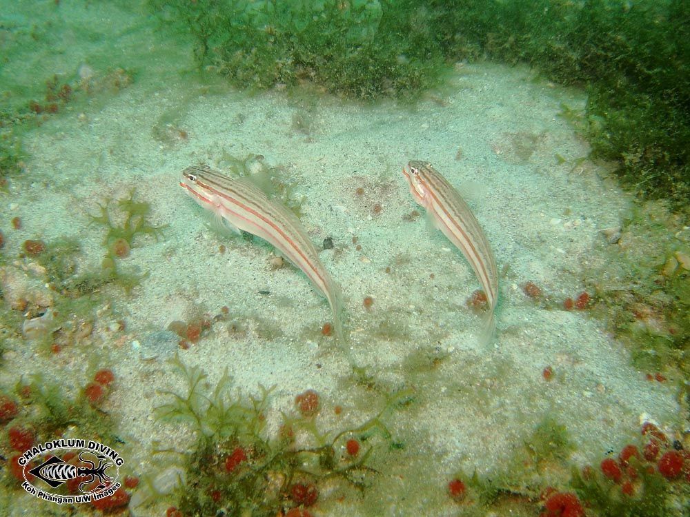 Image of Nocturn goby