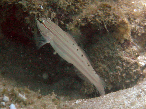 صورة Amblygobius nocturnus (Herre 1945)