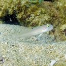 Image of Sixspot goby