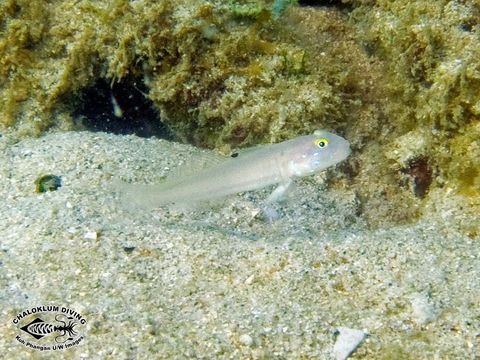 Image of Sixspot goby