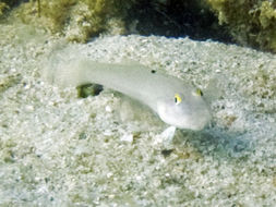 Image of Sixspot goby