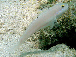 Image of Sixspot goby