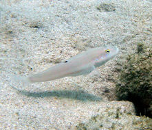 Image of Sixspot goby