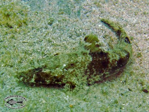 Image of Estuary goby