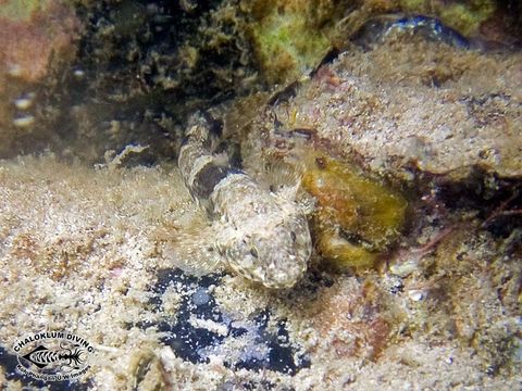 Image of Estuary goby