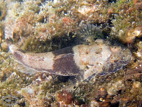 Image of Estuary goby