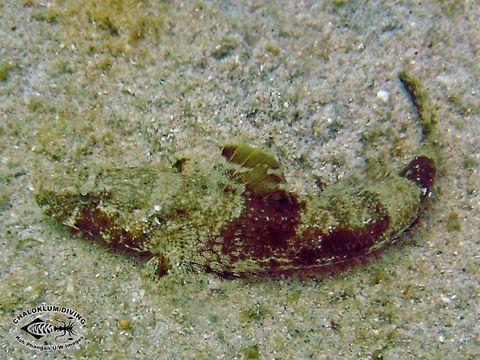 Image of Estuary goby