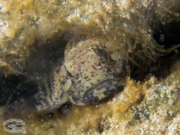 Imagem de Psammogobius biocellatus (Valenciennes 1837)