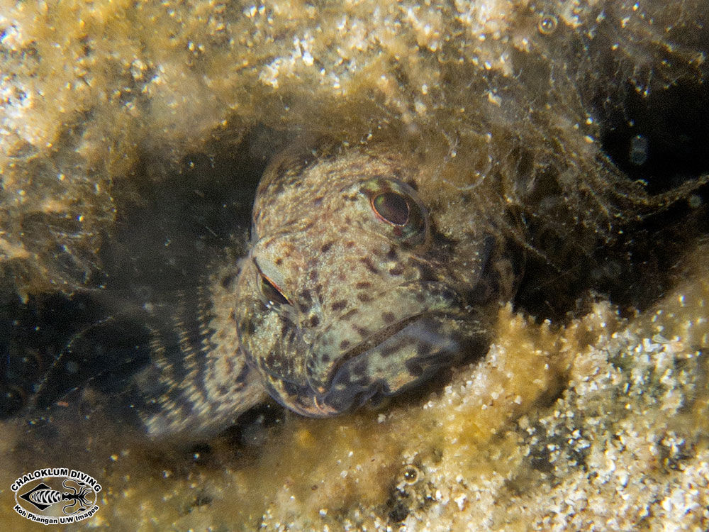 Image of Estuary goby