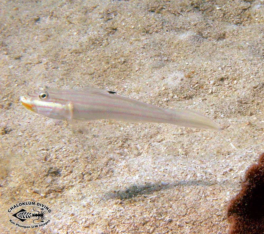Image of Striped goby