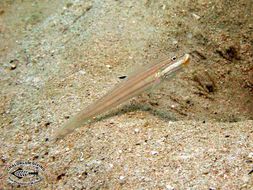Image of Striped goby