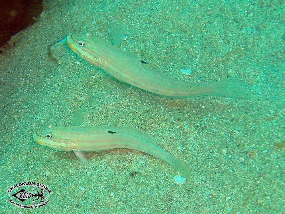 Image of Striped goby