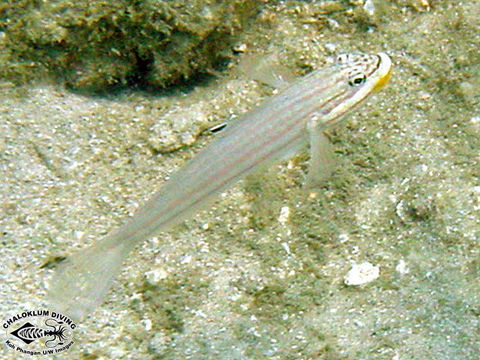 Image of Striped goby