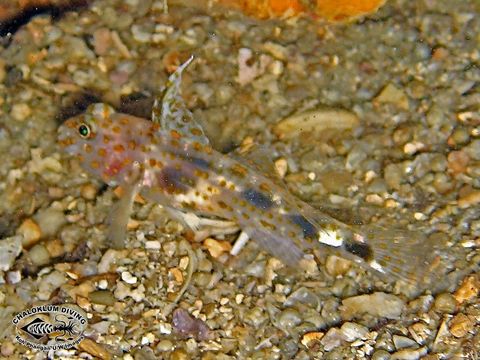 Слика од Fusigobius inframaculatus (Randall 1994)