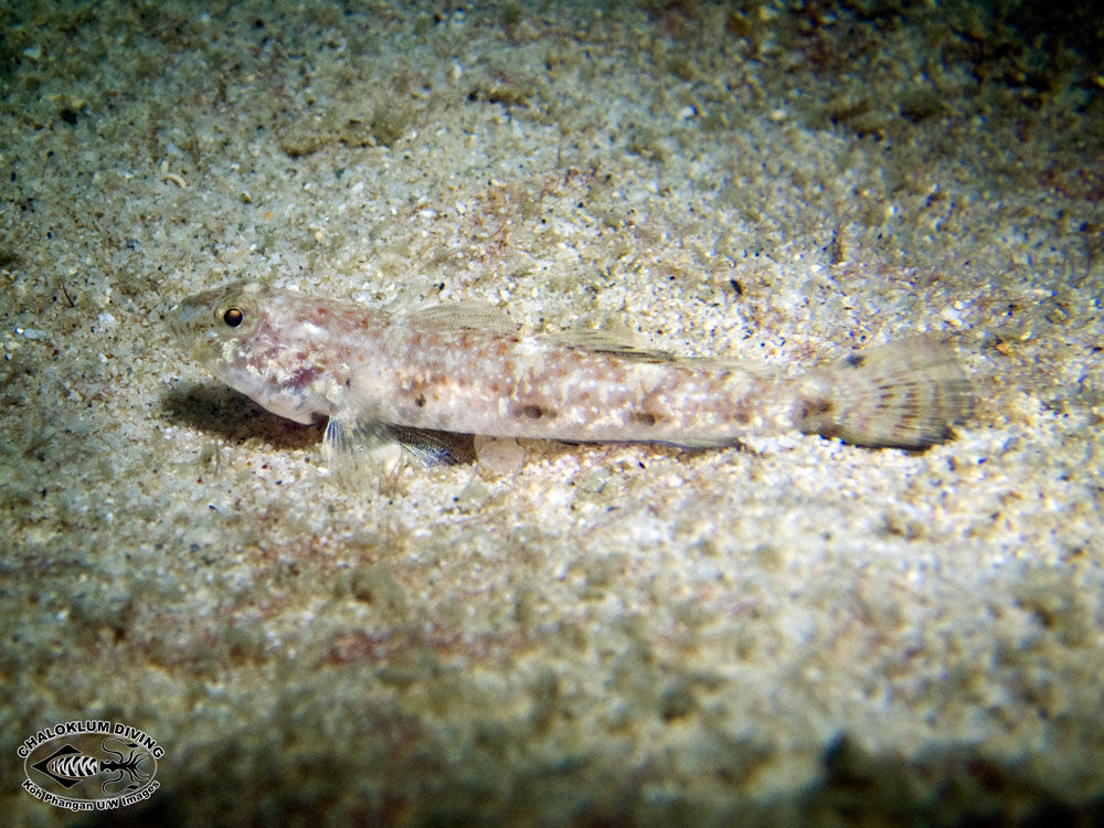 Image of gobies