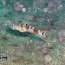 Image of Broad-barred sleeper-goby