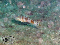 Image of Broad-barred sleeper-goby