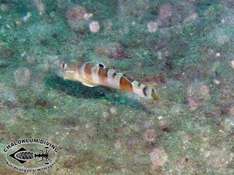 Image of Broad-barred sleeper-goby