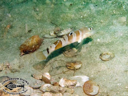 Image of Broad-barred sleeper-goby