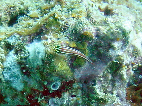 Image of triplefins