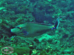 Image of surgeonfishes