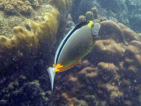 Image of surgeonfishes